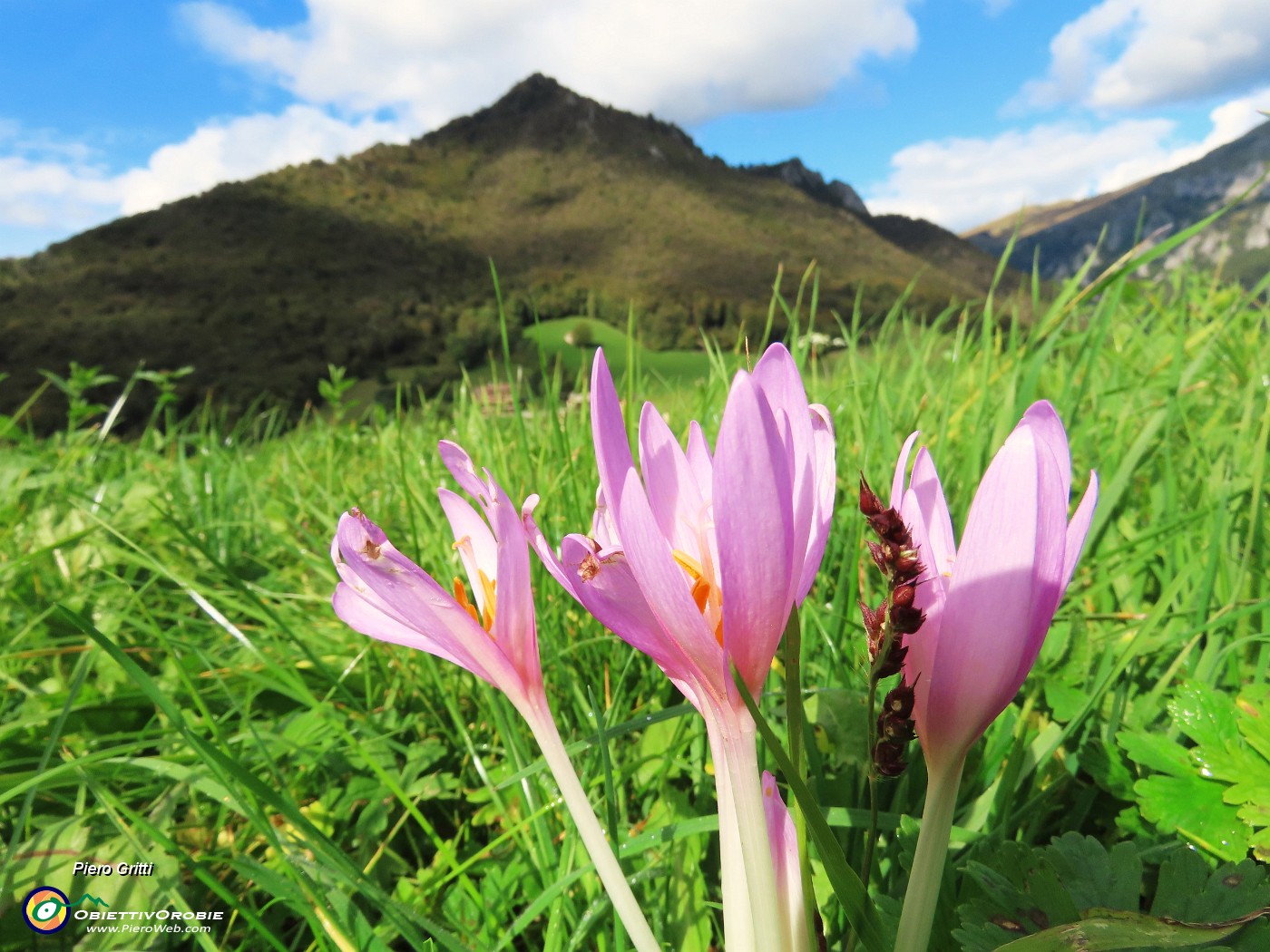 70 Colchicum autumnale (Colchico d'autunno) con Monte Castello.JPG